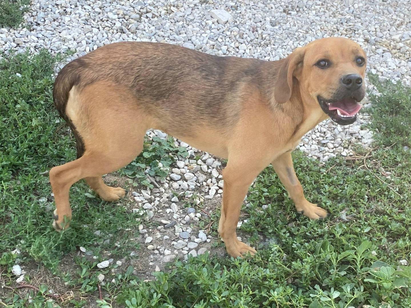 Adotta il cane Mandorla a Teramo