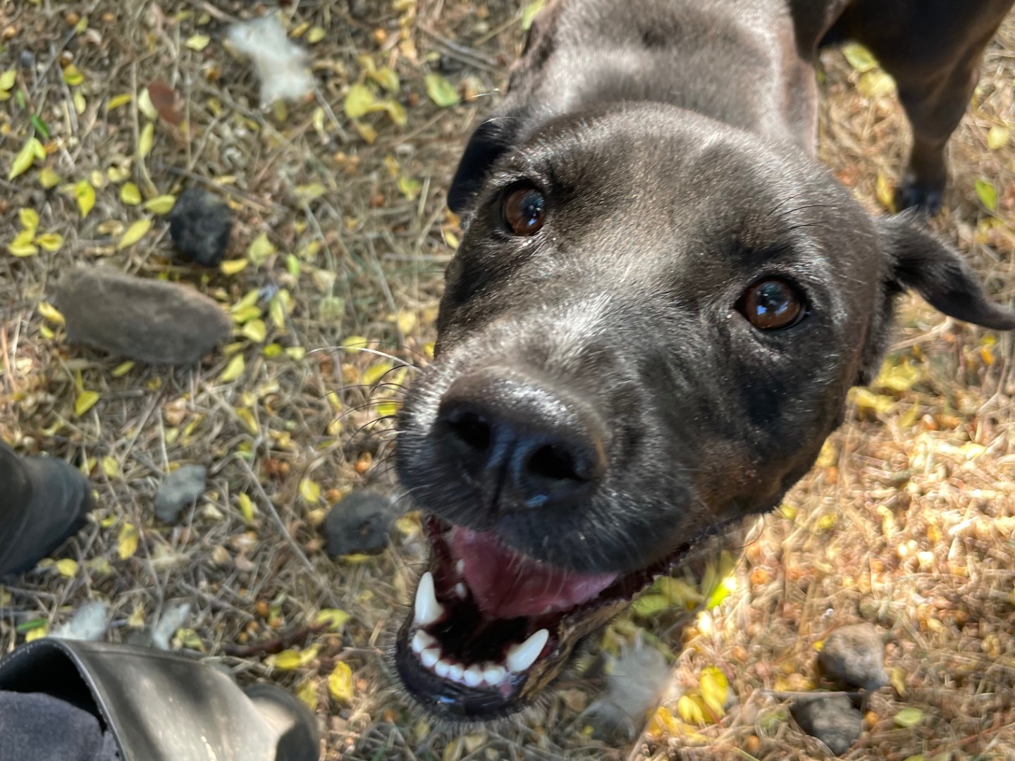 Adotta un cane, taglia media contenuta, femmina, Latina