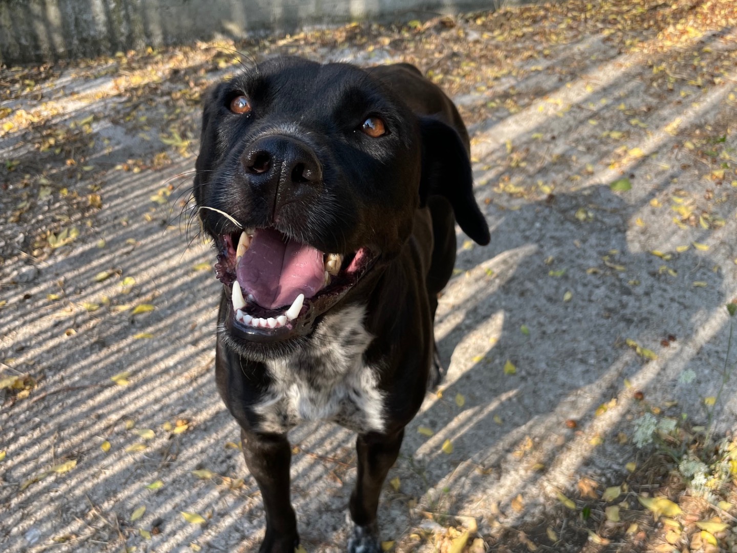 Vuoi adottare un cane a Latina?