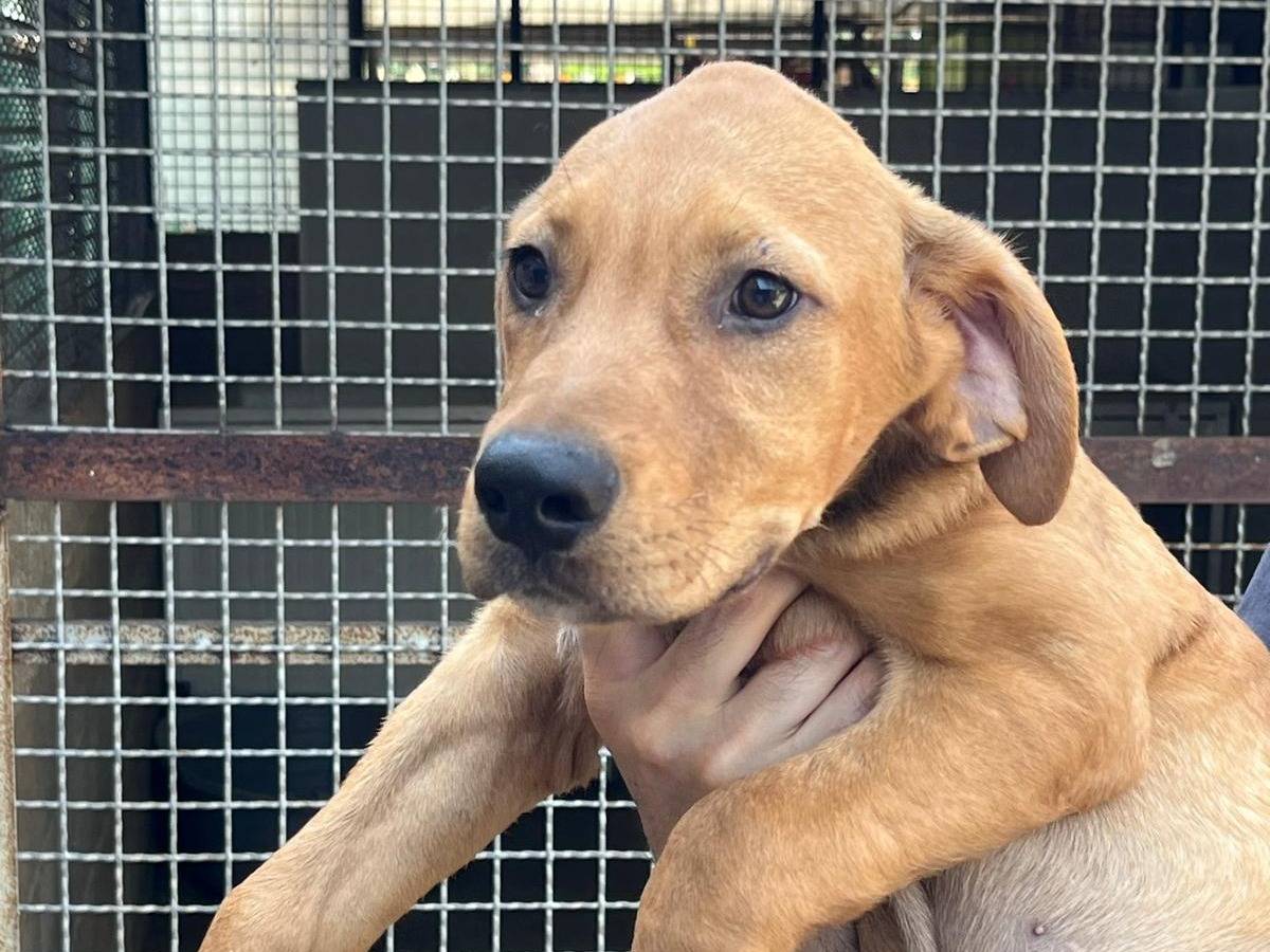 Adozione cane, maschio, Razza sconosciuta Razza sconosciuta, 2 mesi, taglia grande, Milano