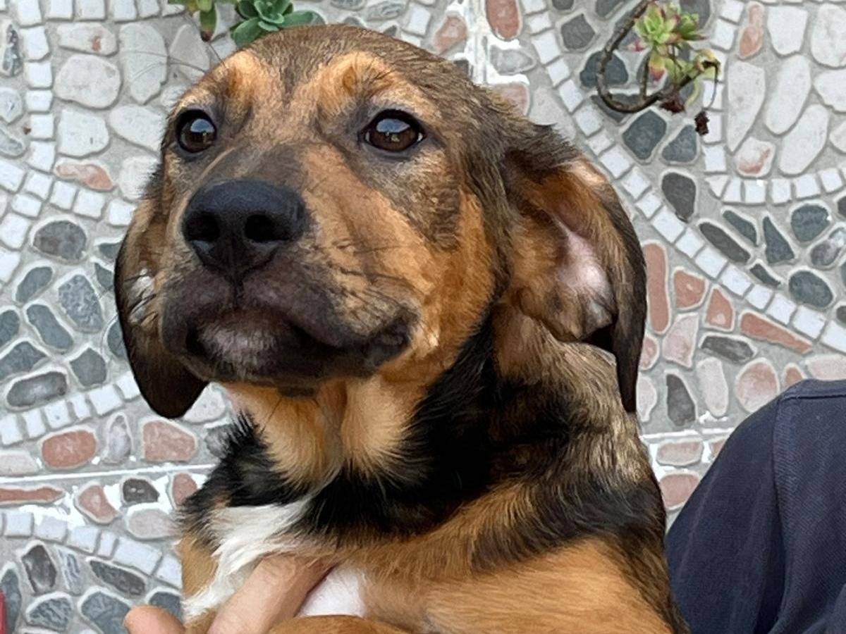 Adozione cane, femmina, Razza sconosciuta Razza sconosciuta, 2 mesi, taglia grande, Milano
