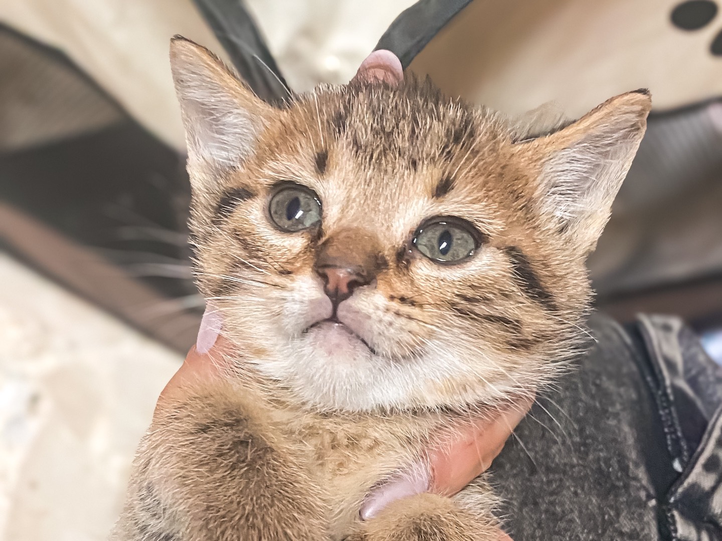 Adozione gatto, maschio, Razza sconosciuta Razza sconosciuta, 3 mesi, taglia non valida, Taranto