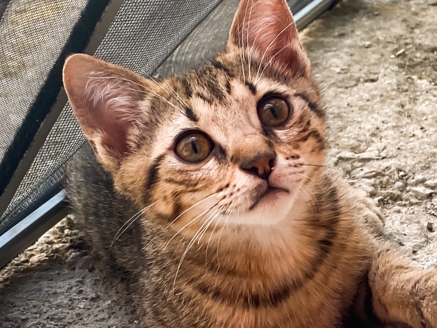 Adotta un gatto, maschio, 3 mesi, Taranto
