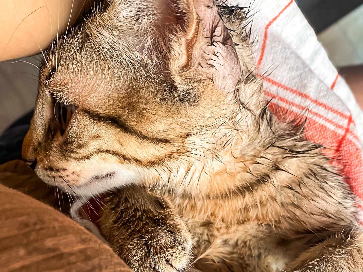 Adotta un gatto, taglia non valida, maschio, Taranto