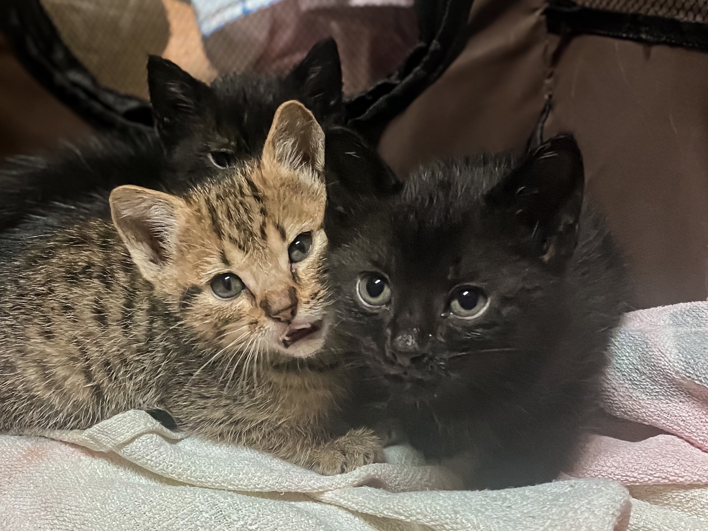 Vuoi adottare un gatto a Taranto?