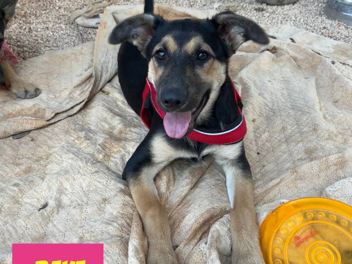 Adozione cane, femmina, Pastore tedesco Razza sconosciuta, 2 mesi, taglia media, Bari