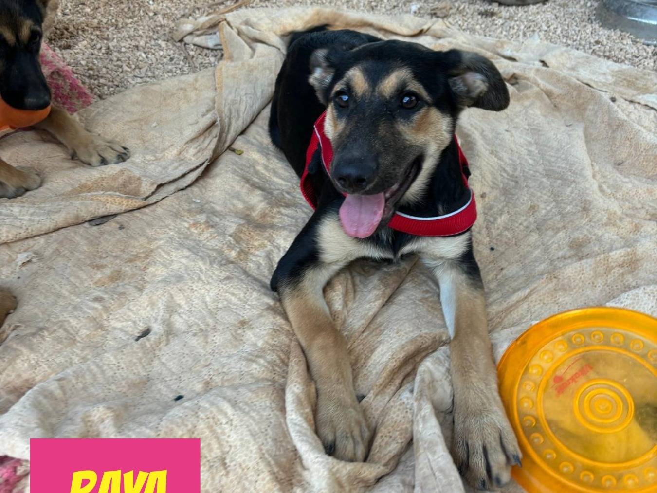 Adotta un cane, femmina, 2 mesi, Bari