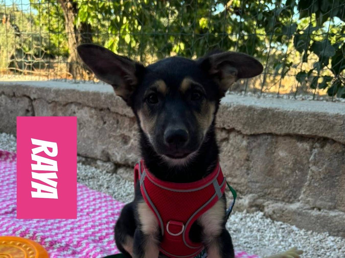 Adotta un cane, taglia media, femmina, Bari