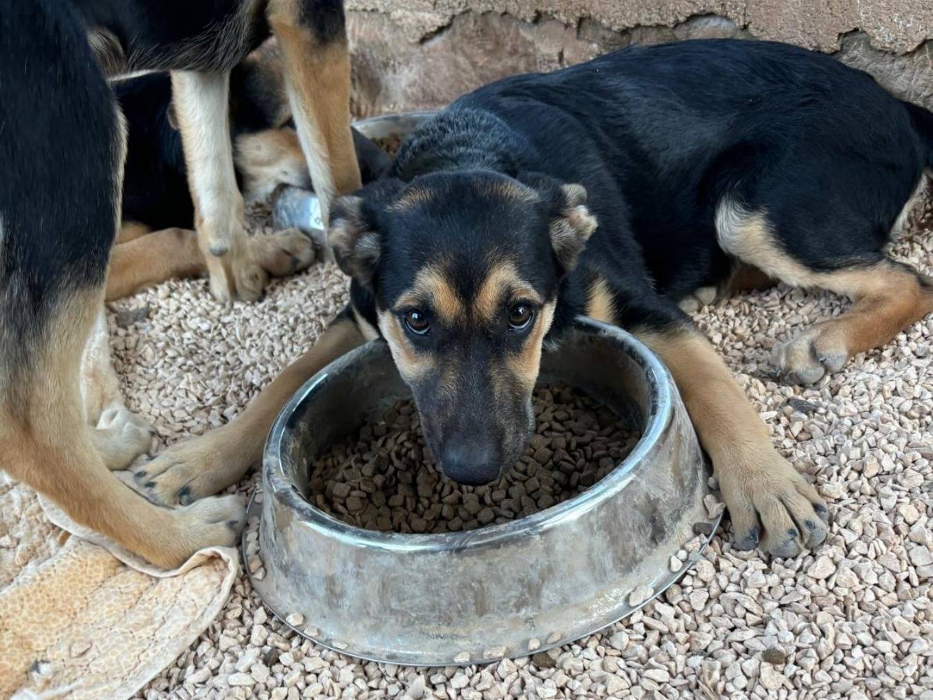 Vuoi adottare un cane a Bari?