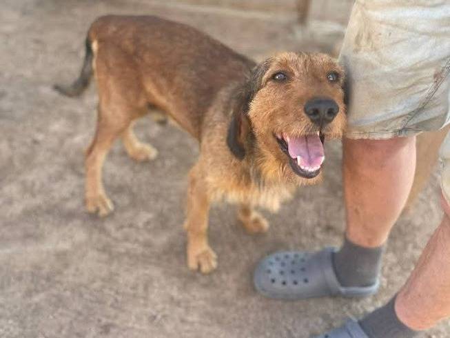 Adozione cane, maschio, Spinone Razza sconosciuta, 1 anno e 9 mesi, taglia media contenuta, Frosinone