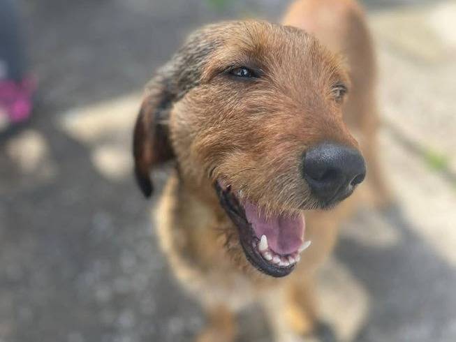 Adotta un cane, maschio, 1 anno e 9 mesi, Frosinone