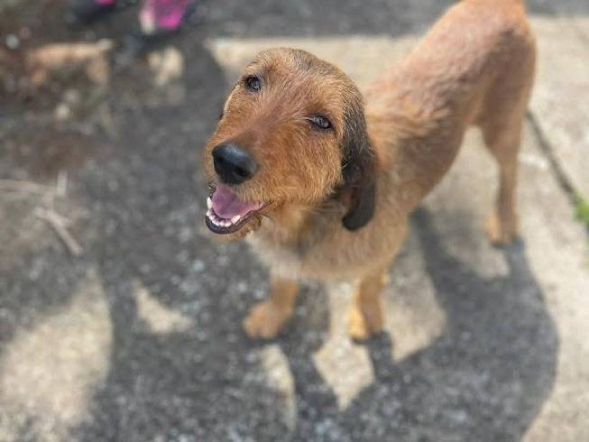 Adotta un cane, taglia media contenuta, maschio, Frosinone
