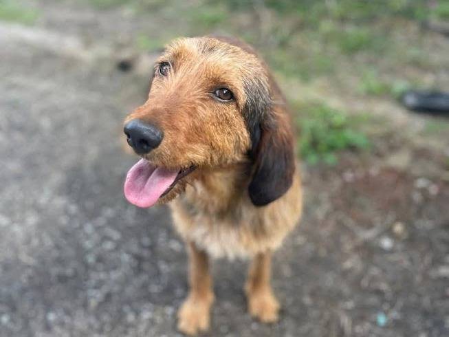 Vuoi adottare un cane a Frosinone?