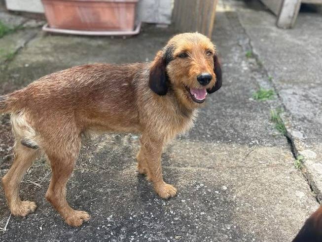 Adotta il cane BALTO a Frosinone