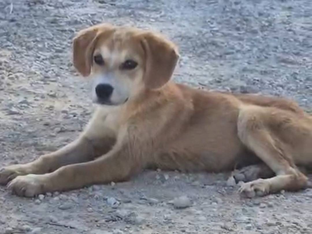 Adozione cane, femmina, Razza sconosciuta Razza sconosciuta, 6 mesi, taglia piccola, Ragusa