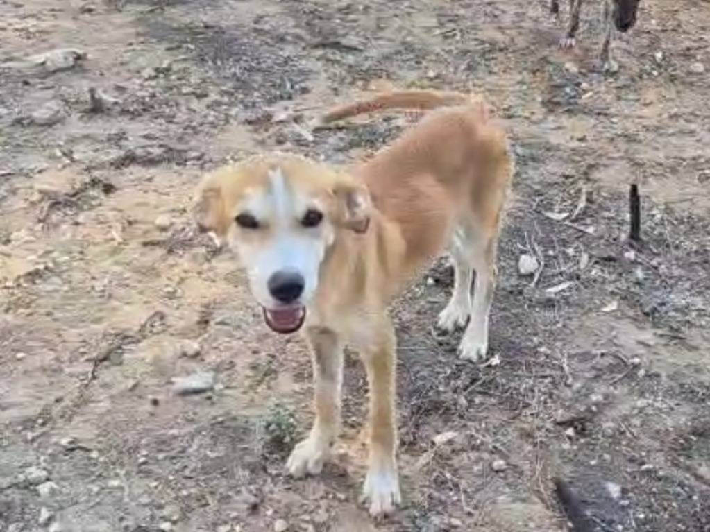 Adotta un cane, femmina, 6 mesi, Ragusa