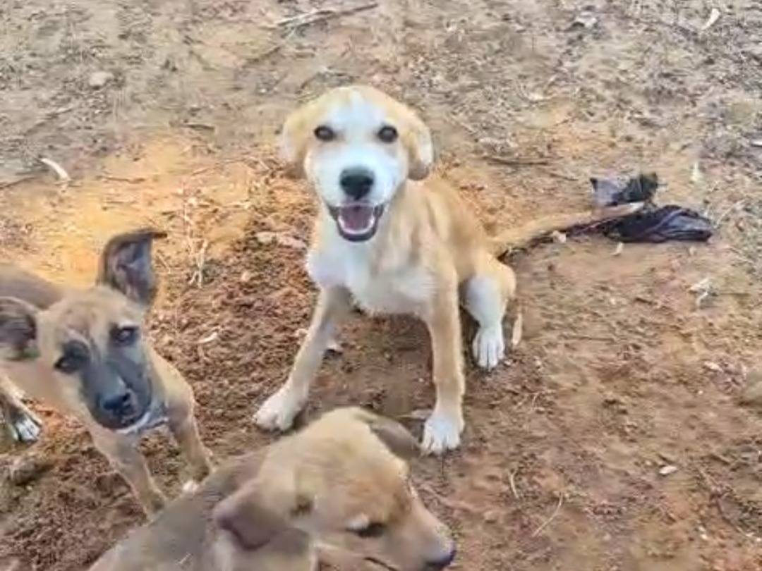Adotta un cane, taglia piccola, femmina, Ragusa