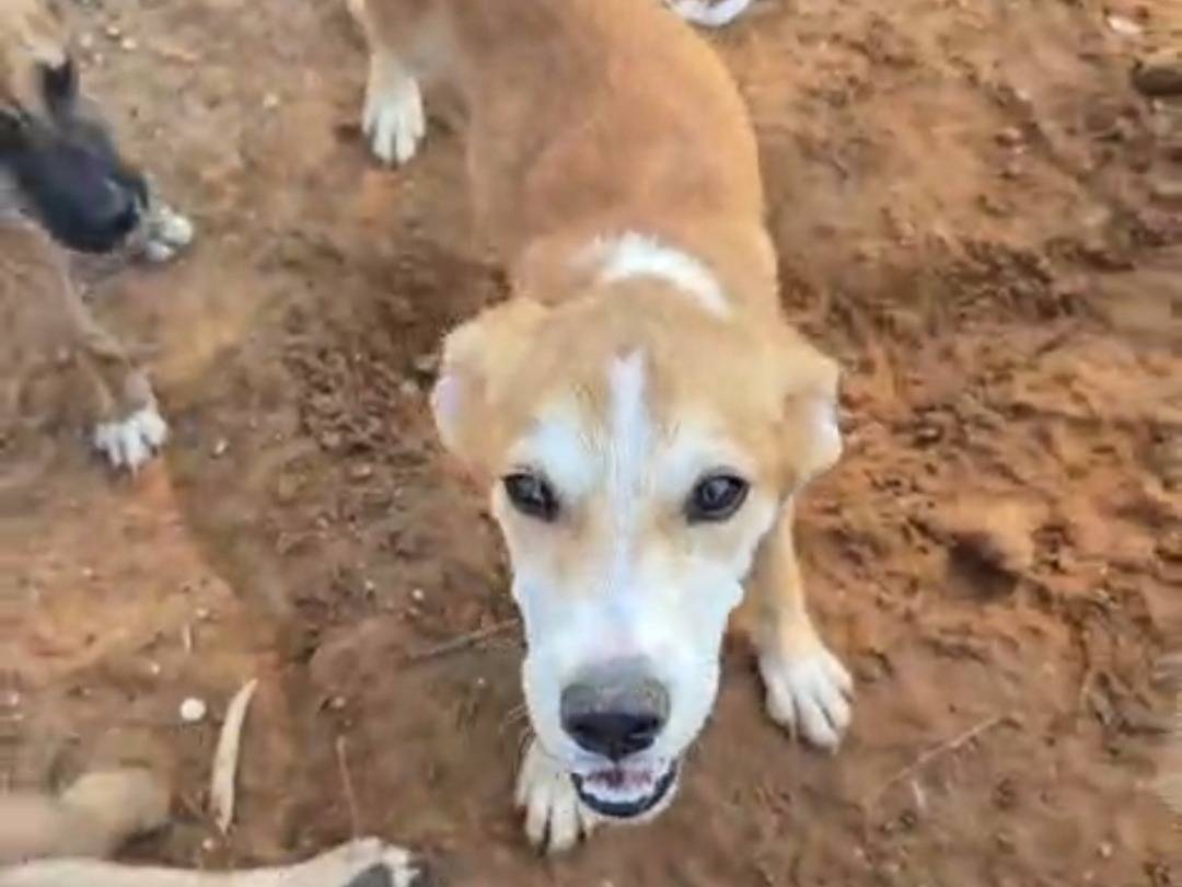 Vuoi adottare un cane a Ragusa?