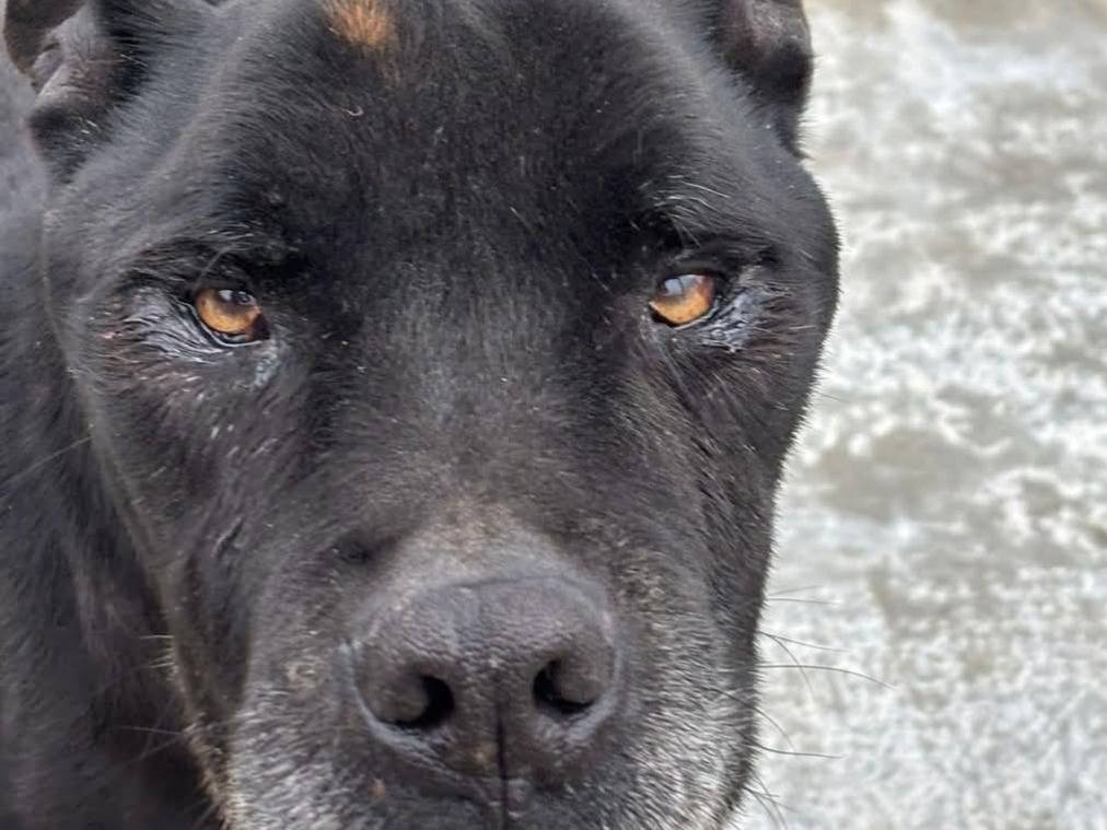 Adozione cane, maschio, Corso Razza sconosciuta, 7 anni e 2 mesi, taglia gigante, Ragusa