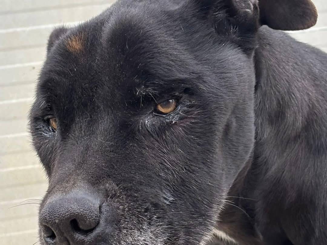Adotta un cane, maschio, 7 anni e 2 mesi, Ragusa
