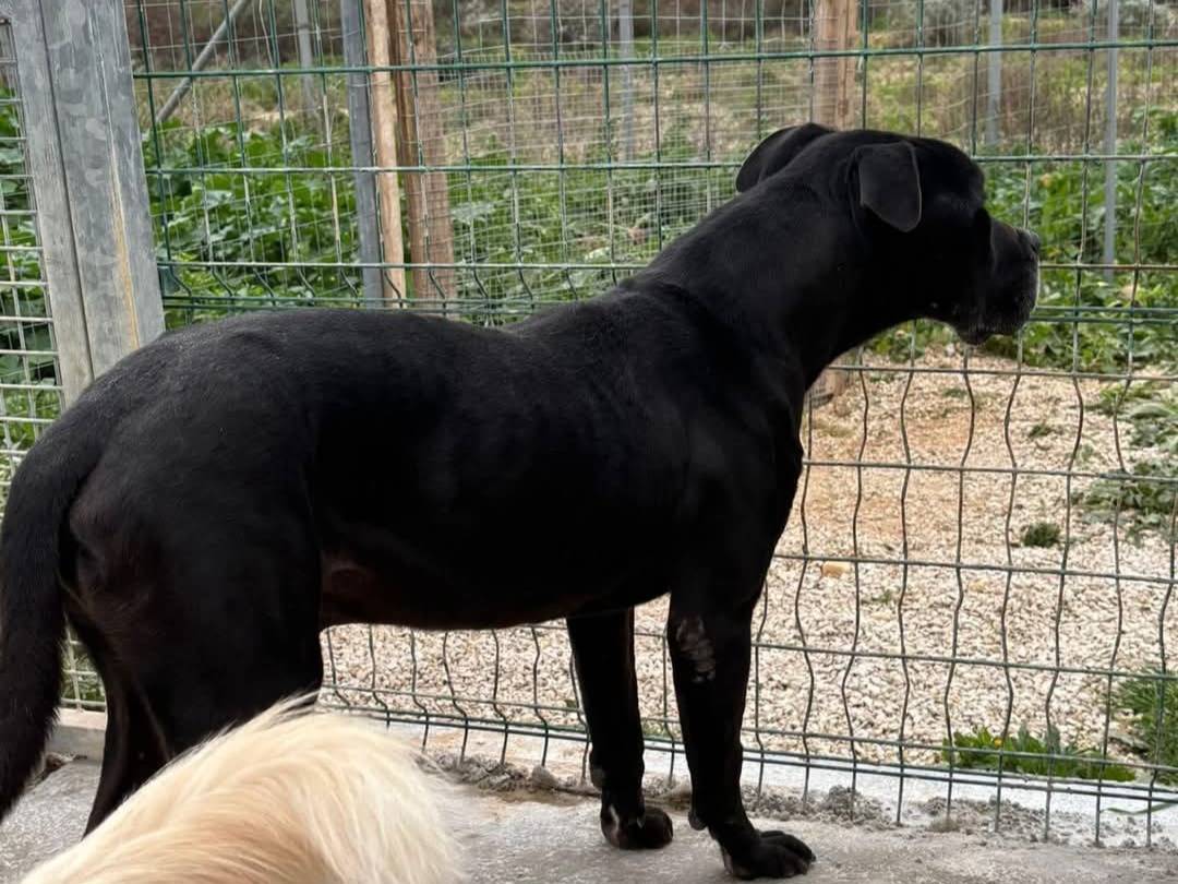 Adotta un cane, taglia gigante, maschio, Ragusa