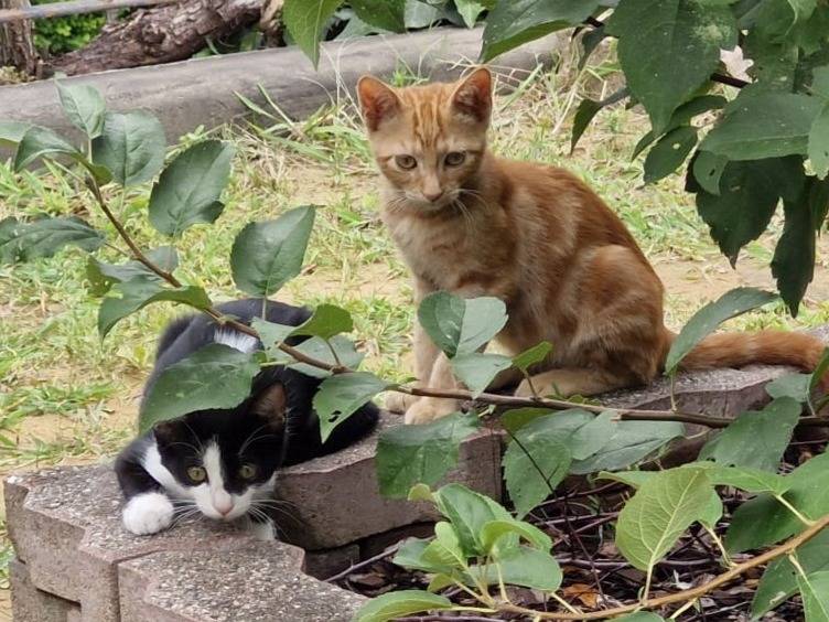 Adozione gatto, femmina, Razza sconosciuta Razza sconosciuta, 3 mesi, taglia non valida, Pavia