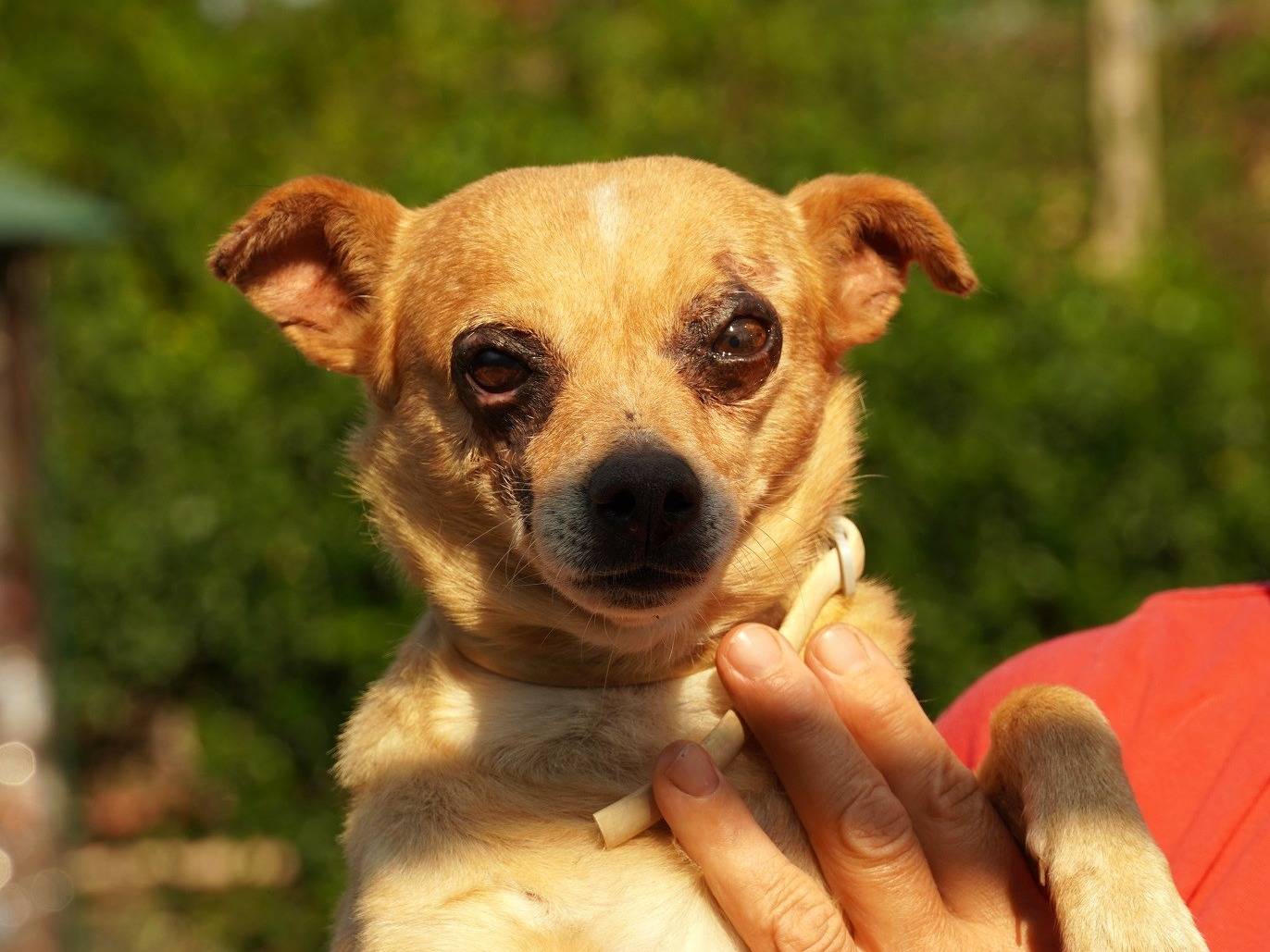 Adozione cane, maschio, Pinscher Razza sconosciuta, 7 anni e 3 mesi, taglia piccola, Latina