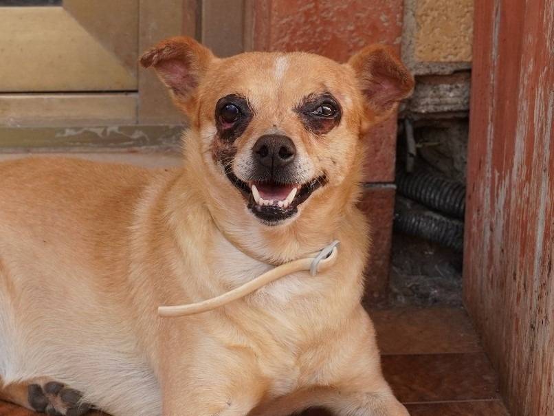Adotta un cane, maschio, 7 anni e 3 mesi, Latina