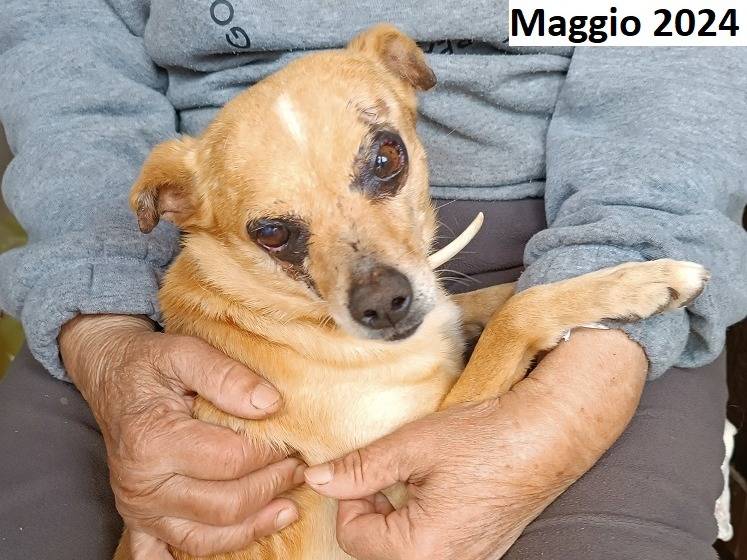 Adotta un cane, taglia piccola, maschio, Latina