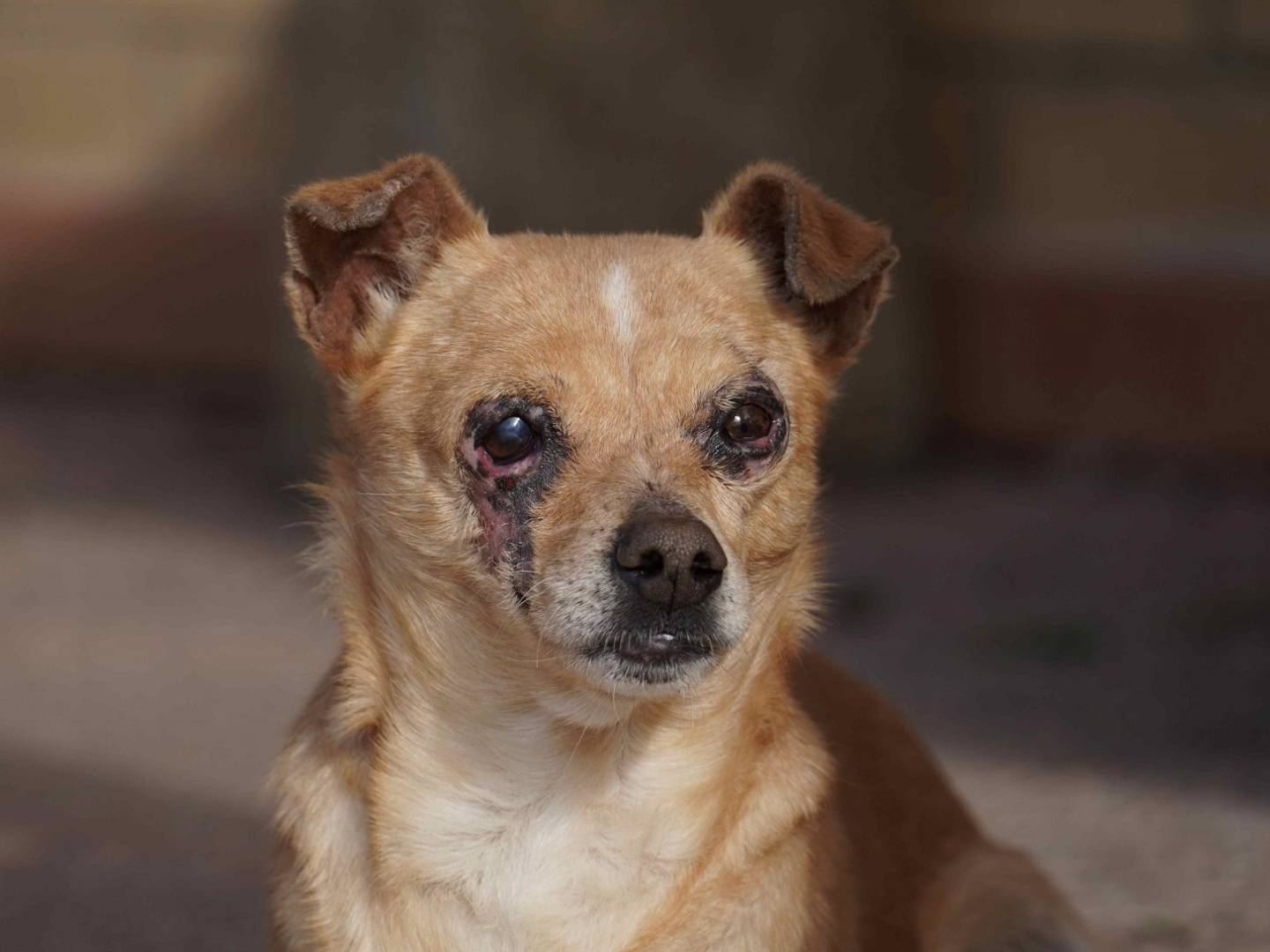 Vuoi adottare un cane a Latina?