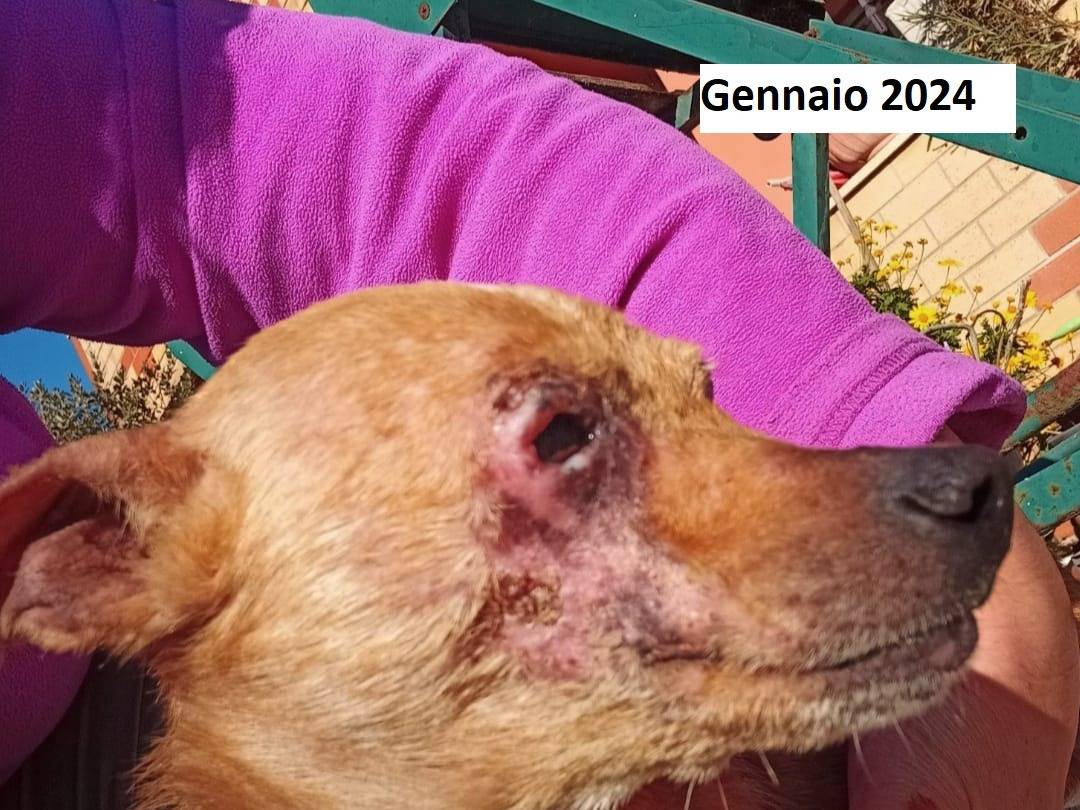 Adotta il cane Nocciola a Latina