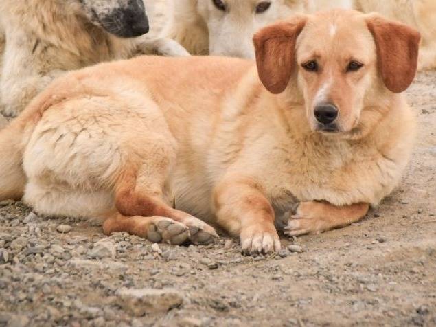 Adozione cane, maschio, Razza sconosciuta Razza sconosciuta, 3 anni e 1 mese, taglia media, Crotone