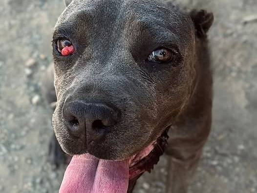 Adozione cane, femmina, Corso Razza sconosciuta, 8 mesi, taglia media, Crotone
