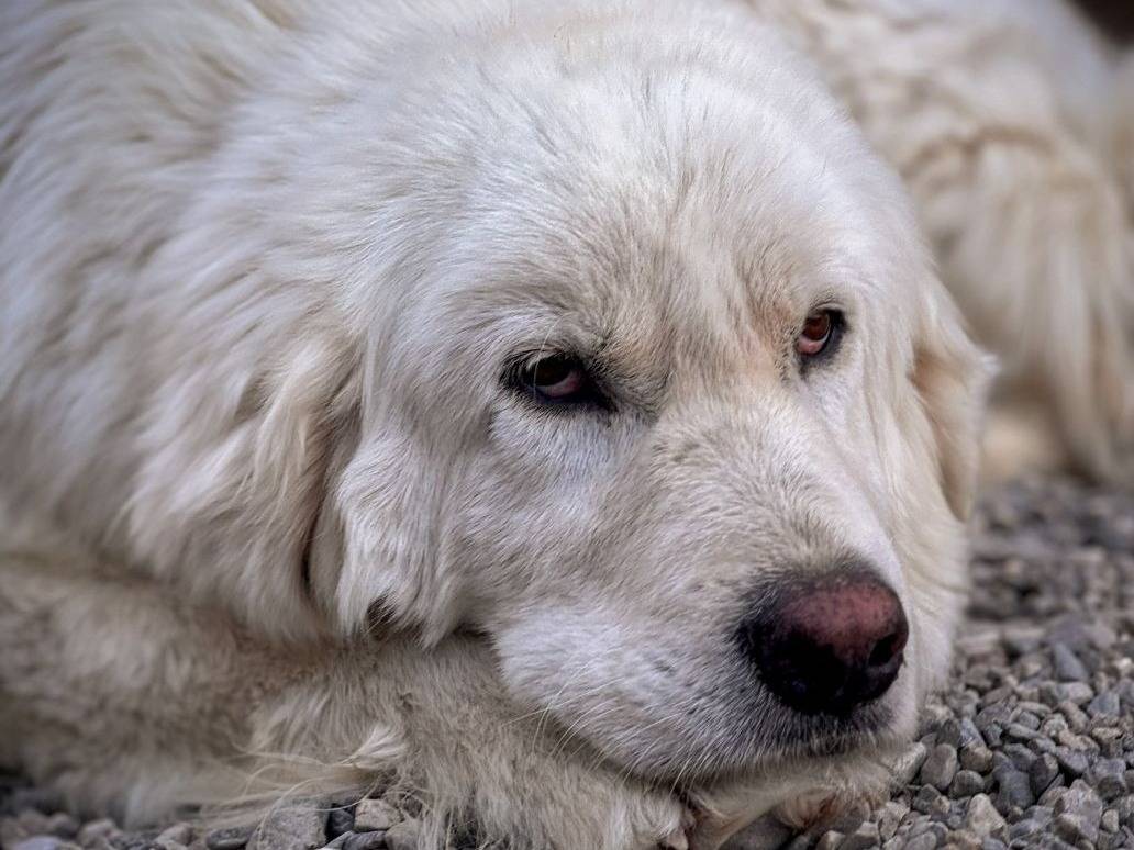 Adozione cane, maschio, Razza sconosciuta Razza sconosciuta, 5 anni, taglia grande, Crotone