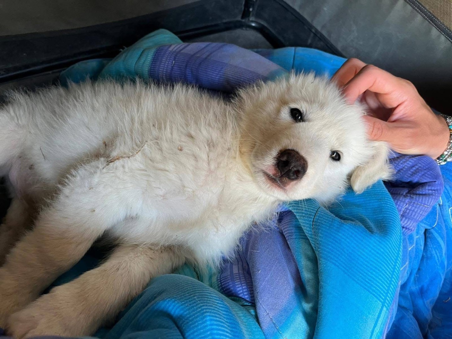 Vuoi adottare un cane a Torino?