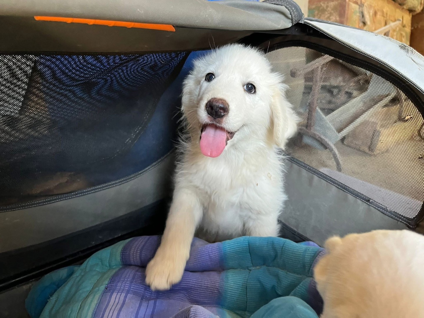 Adotta il cane Lello a Torino