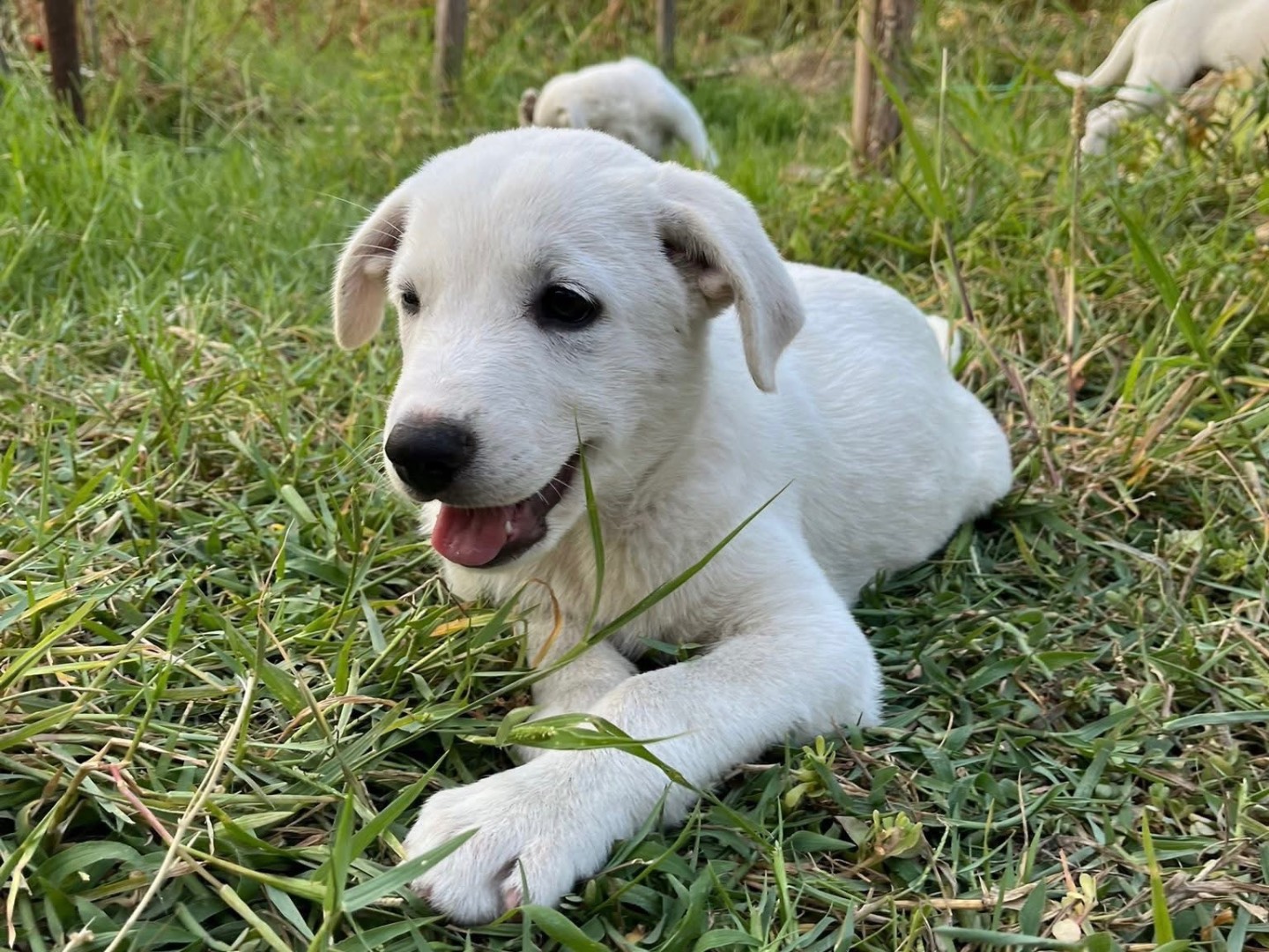 Adotta un cane, taglia media, maschio, Venezia
