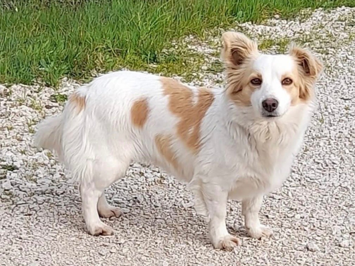 Adozione cane, femmina, Razza sconosciuta Razza sconosciuta, 4 anni e 2 mesi, taglia piccola, Latina
