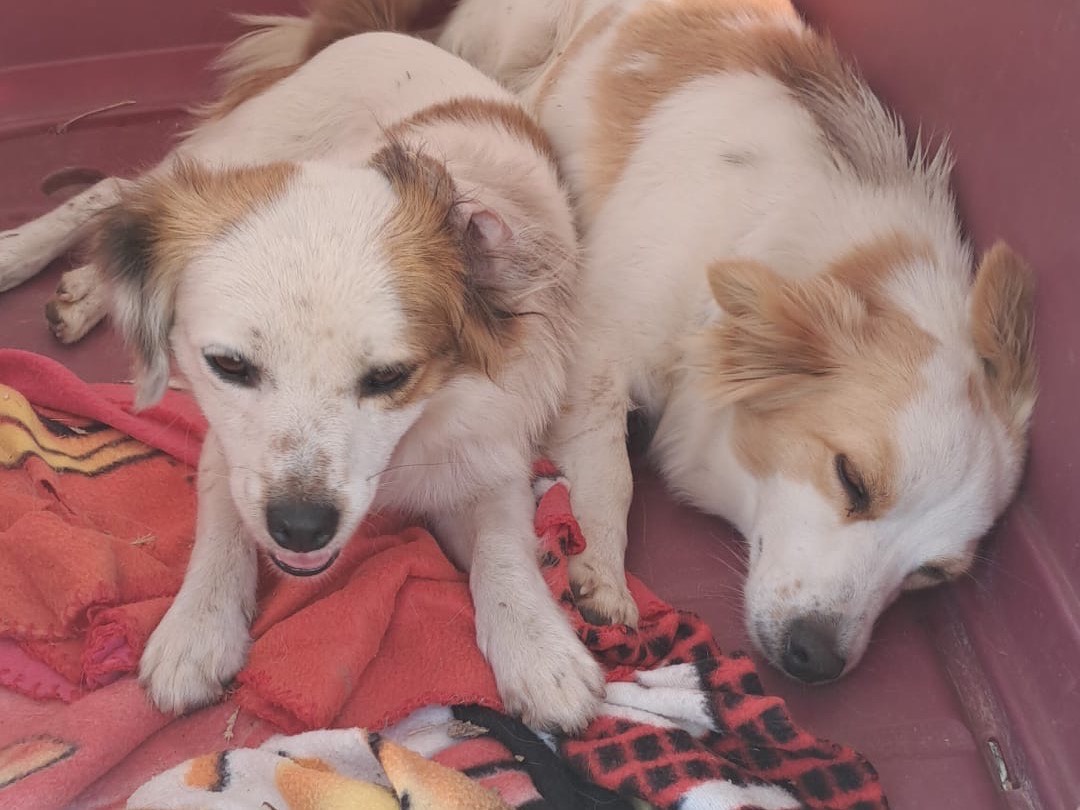 Adotta un cane, taglia piccola, femmina, Latina