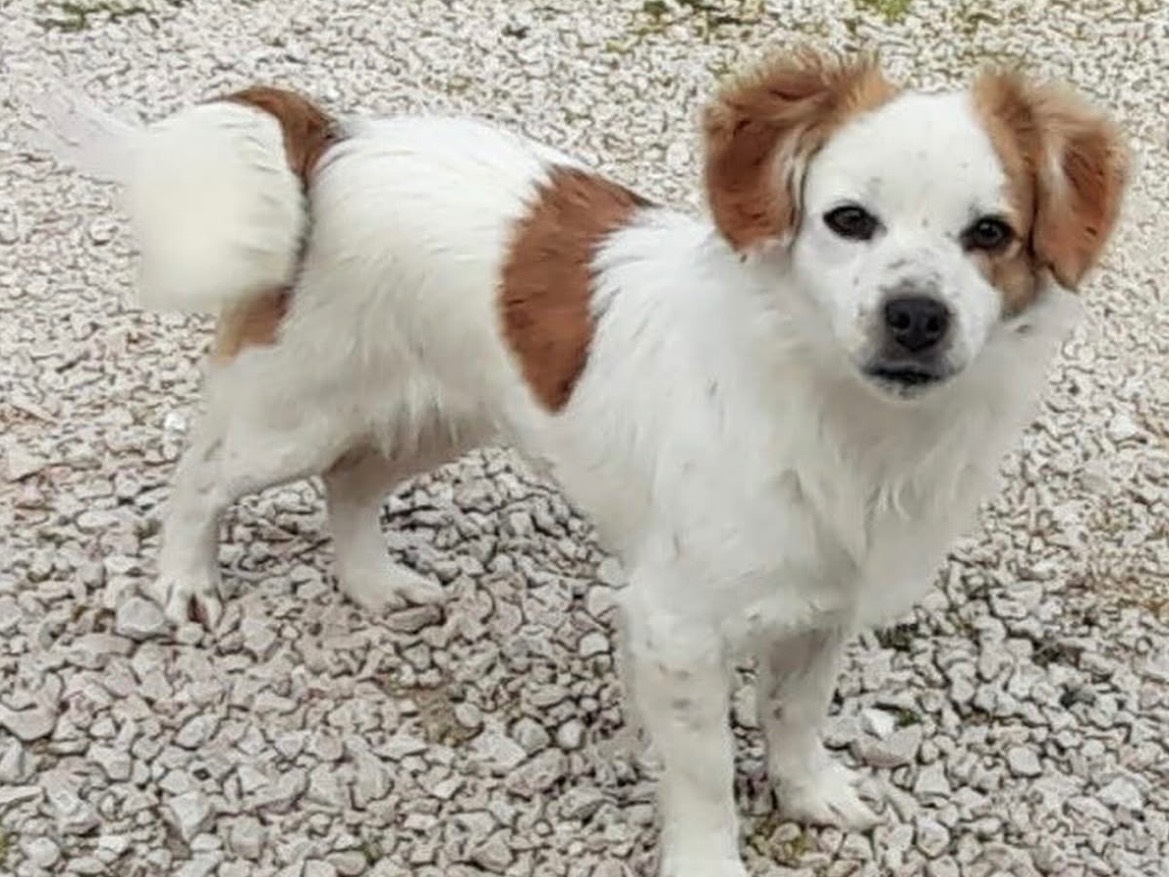 Adozione cane, femmina, Razza sconosciuta Razza sconosciuta, 4 anni e 1 mese, taglia piccola, Latina