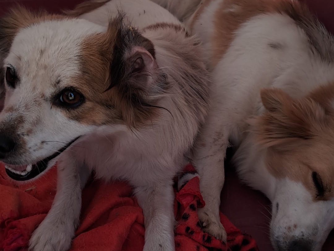Adotta un cane, femmina, 4 anni e 1 mese, Latina