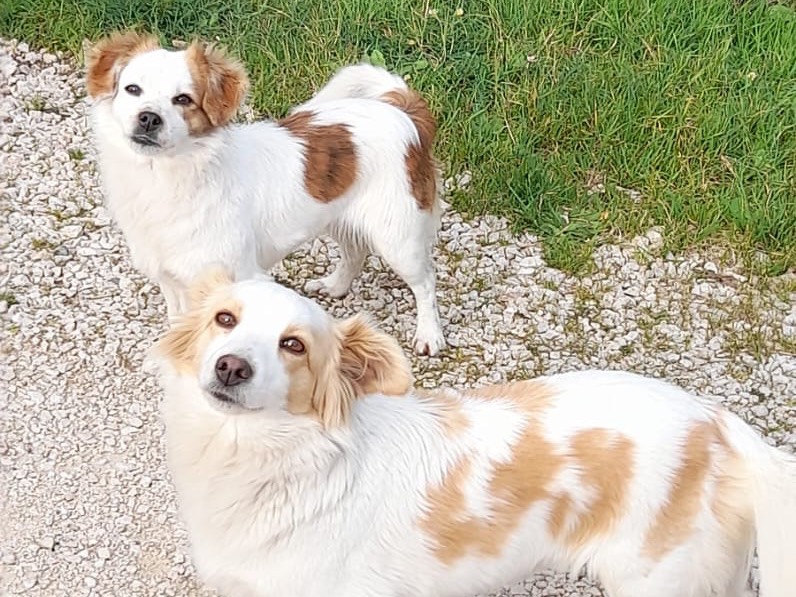 Adotta un cane, taglia piccola, femmina, Latina