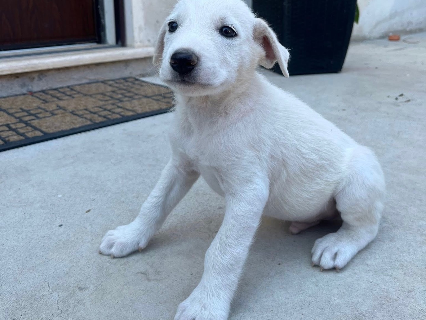 Adotta il cane Chase a Brescia