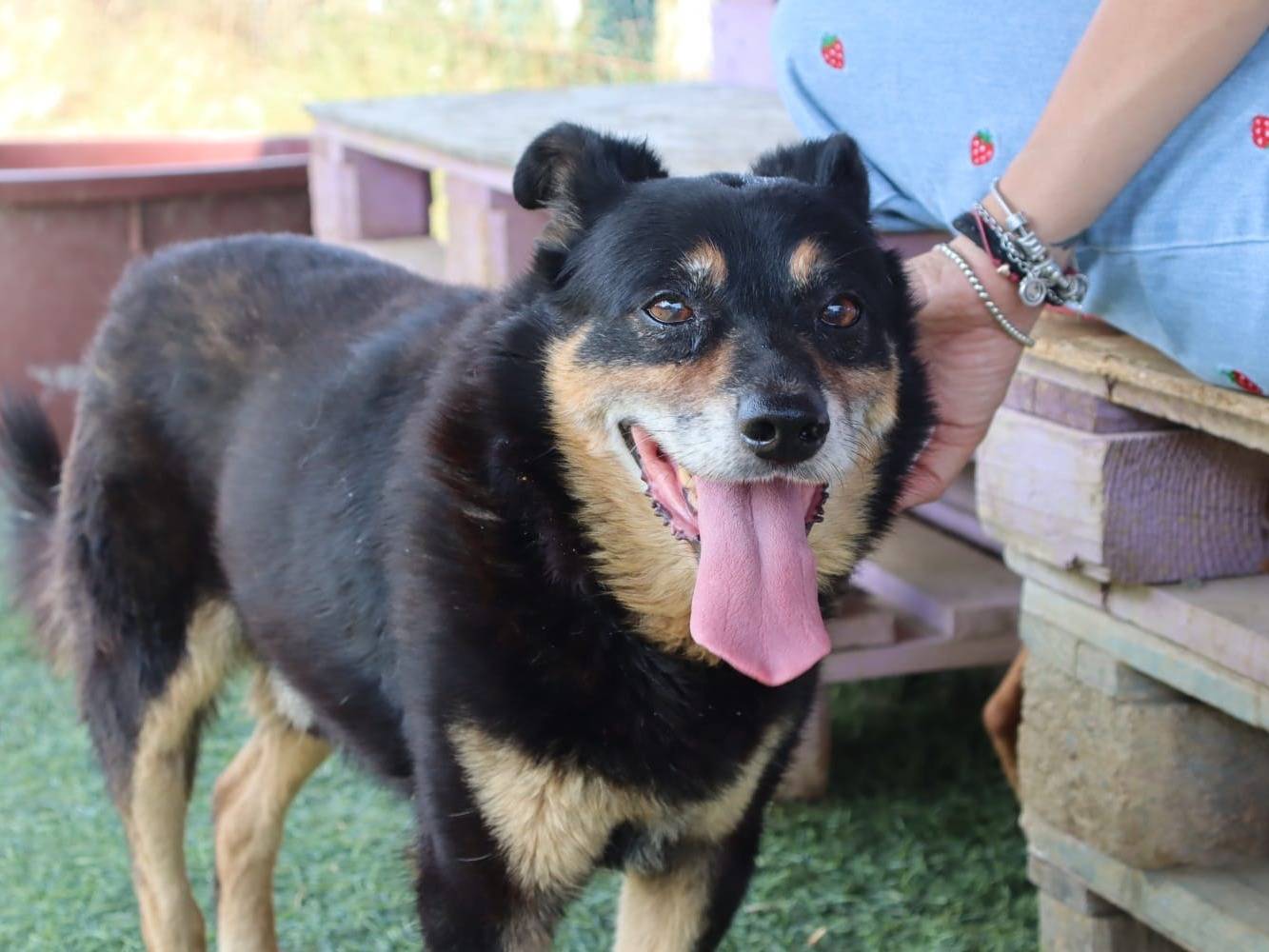 Adozione cane, maschio, Razza sconosciuta Razza sconosciuta, 8 anni e 3 mesi, taglia media contenuta, Pisa
