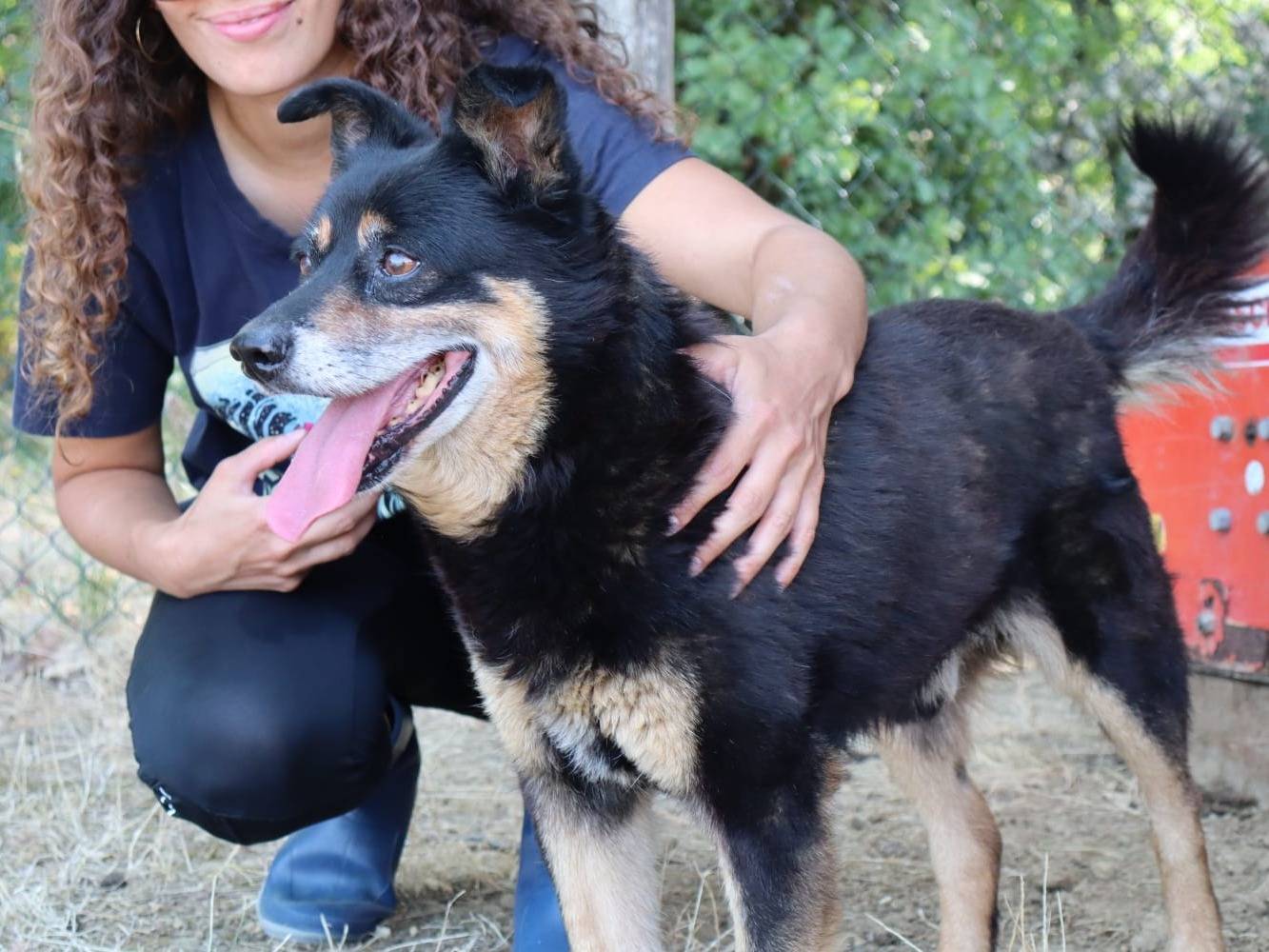 Adotta un cane, maschio, 8 anni e 3 mesi, Pisa