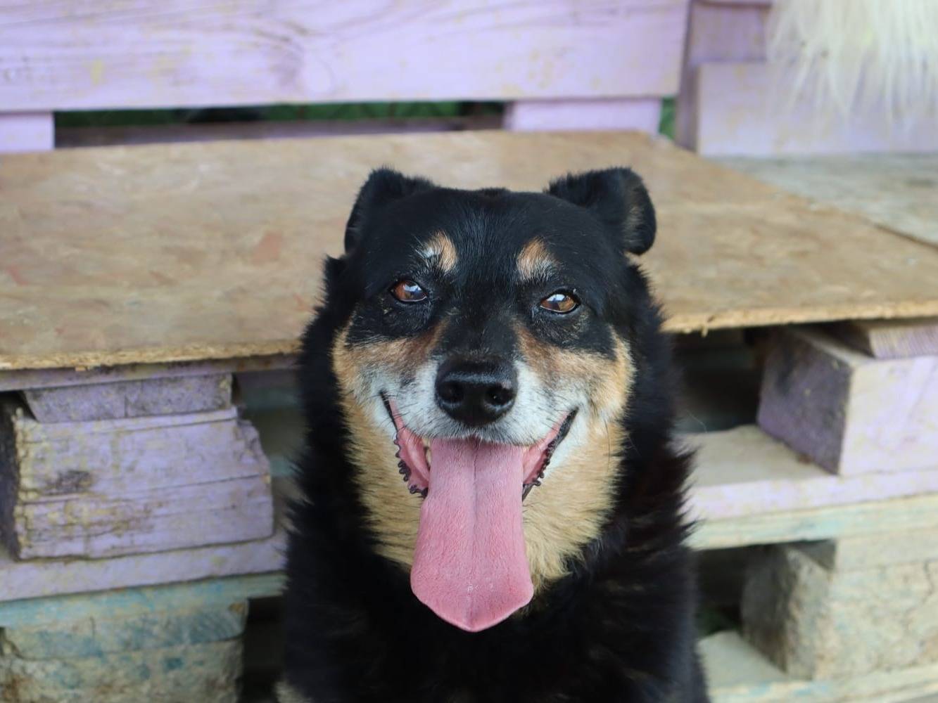 Adotta un cane, taglia media contenuta, maschio, Pisa