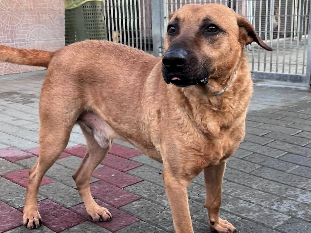 Adozione cane, maschio, Razza sconosciuta Razza sconosciuta, 8 anni, taglia media, Milano