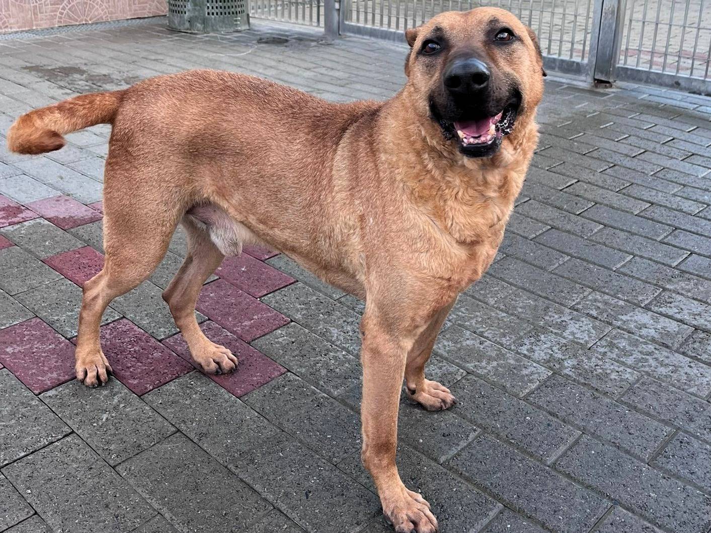 Adotta un cane, maschio, 8 anni, Milano