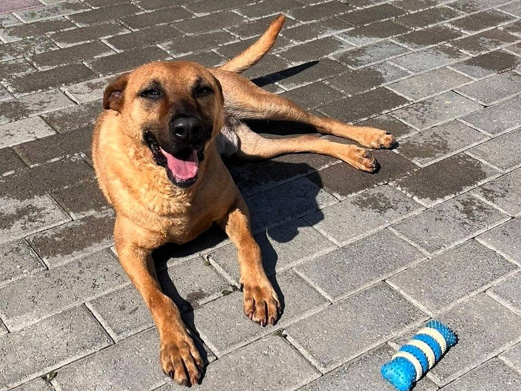 Vuoi adottare un cane a Milano?