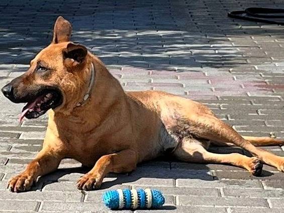 Adotta il cane ARGO a Milano